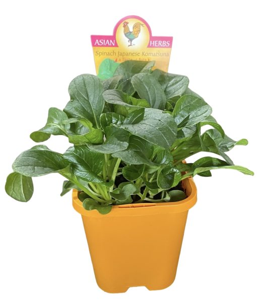 SPINACH JAPANESE KOMATSUMA 100MM