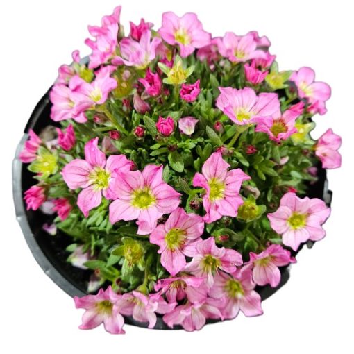 SAXIFRAGA PINK 140MM