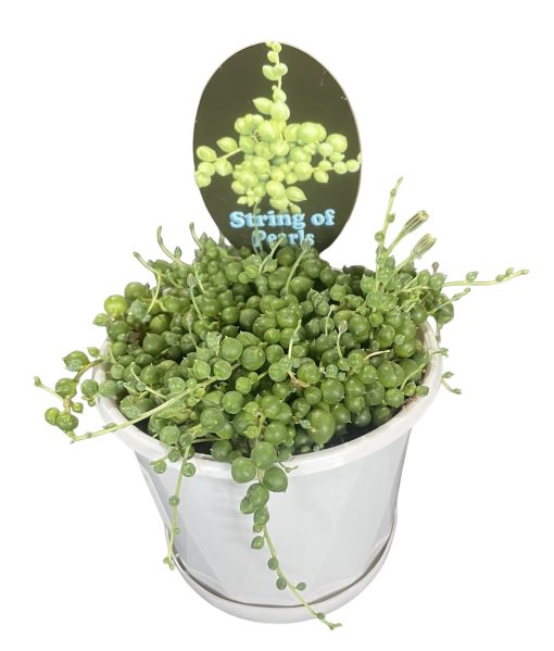 STRING OF PEARLS HANGING BASKET 120mm