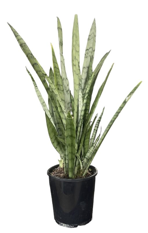 SANSEVERIA SILVER PRINCESS 15CM