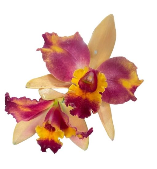 ORCHID CATTLEYA ALLIANCE RTH. TOPAZ STARSHINE JEZEBEL 85MM