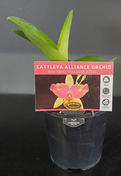 ORCHID CATTLEYA ALLIANCE RTH. TOPAZ STARSHINE JEZEBEL 85MM