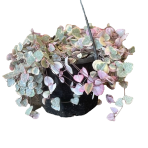 Ceropegia woodii Variegated Chain Of Hearts Hanging Basket 300mm