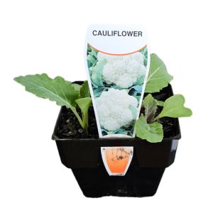 Cauliflower 100mm