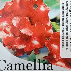 Camellia Magic Flute 200mm
