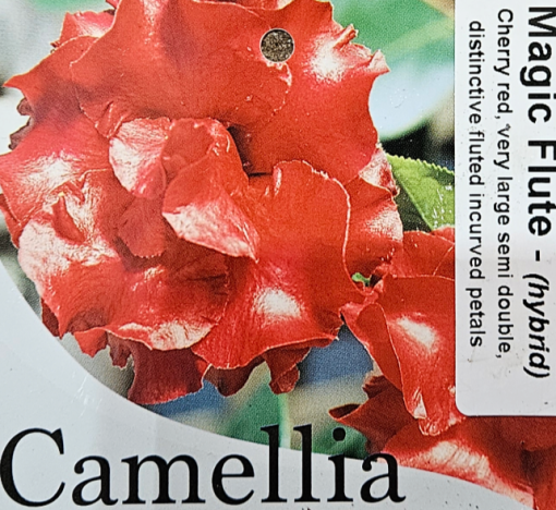 Camellia Magic Flute 200mm