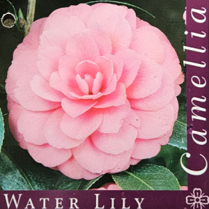 Camellia Water Lily 200mm