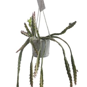 Lepismium Cruciforme 130mm HB