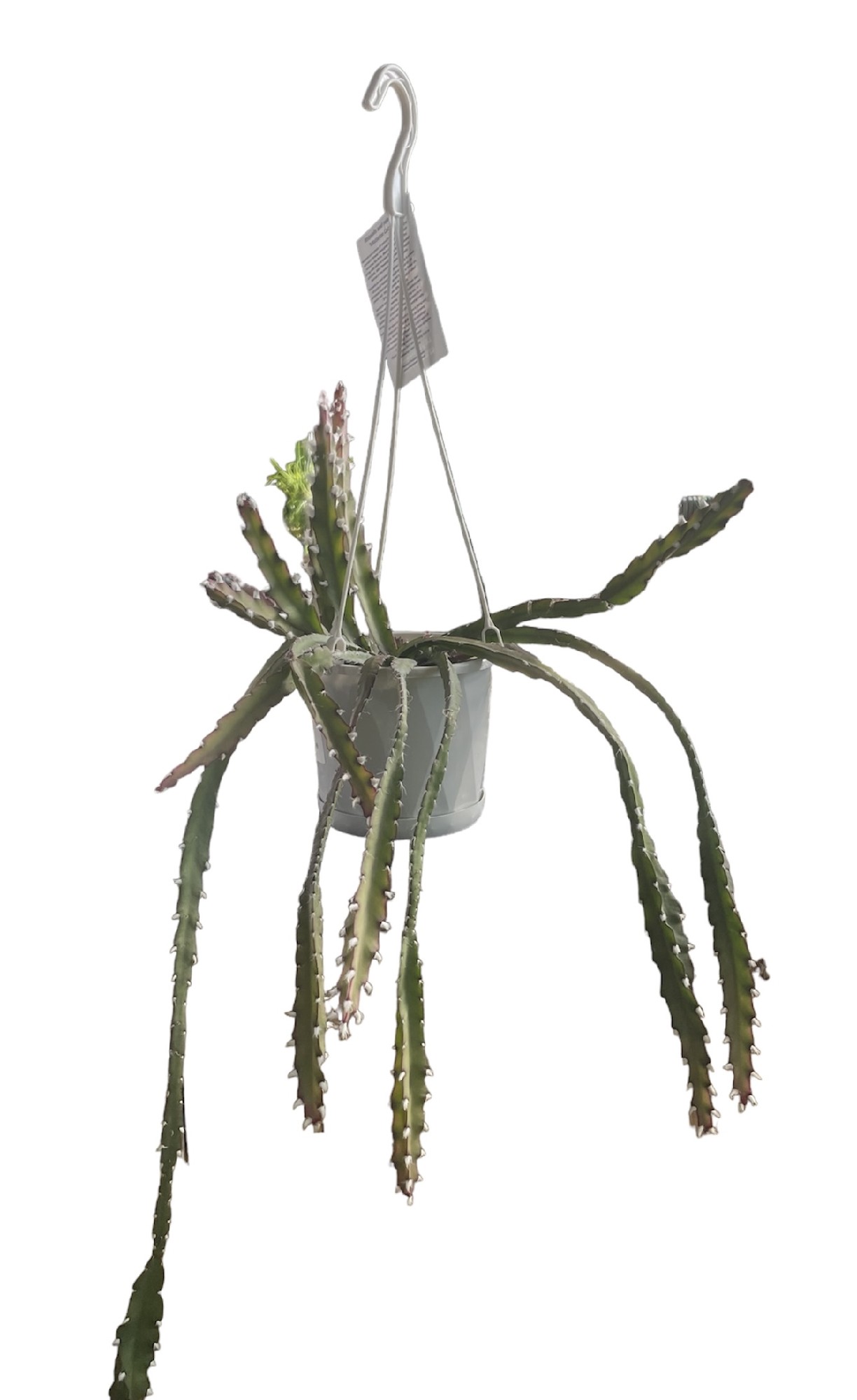 Lepismium Cruciforme 130mm HB