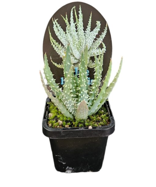 Aloe Humilis Blue Dwarf 7cm