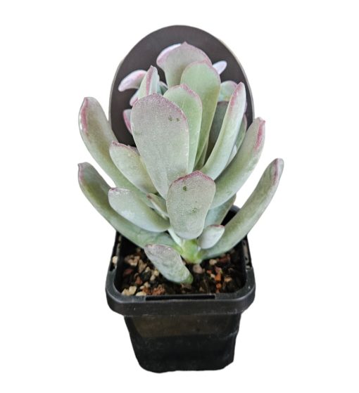 Cotyledon orbiculata Forever Cute 7cm