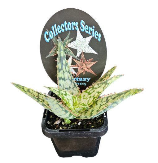 Aloe Fantasy Hybrid White