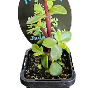 Portulacaria afra Dwarf Jade Plant Green 7cm