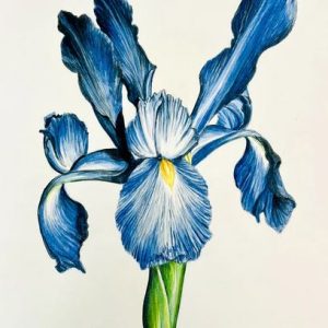 Tote Bag Blue Dutch Iris