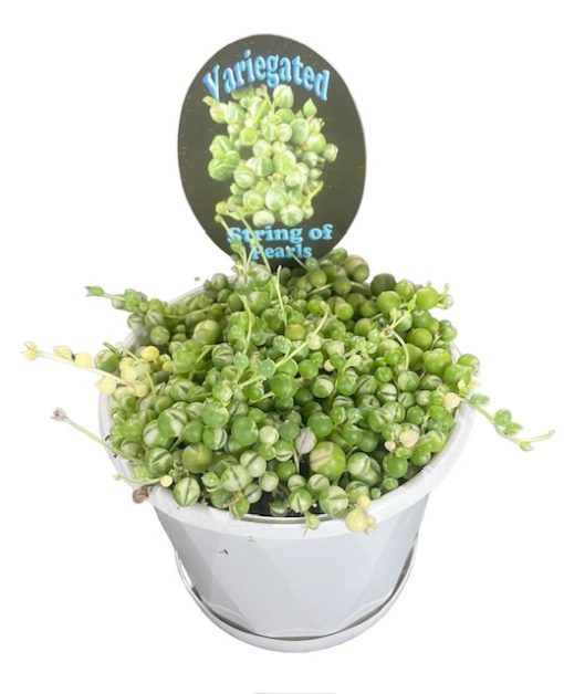 String of Pearls HB Variegated 120mm