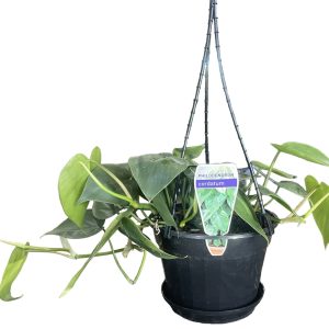 Philodendron Cordatum Heart Leaf HB 170mm