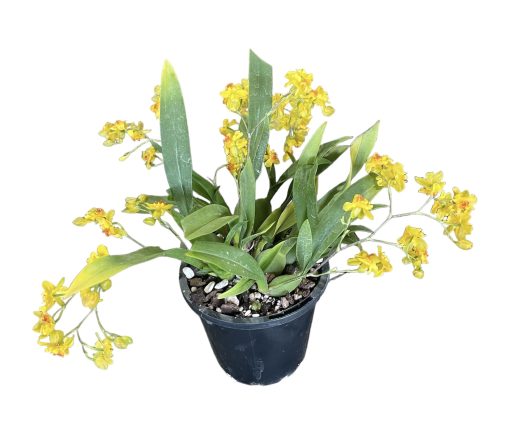 Oncidium Twinkle Chian-Tzy Oro 85mm