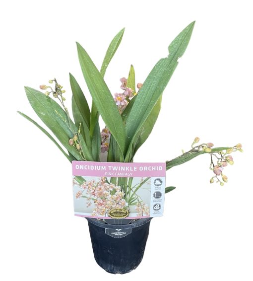 Oncidium Twinkle Chian-Tzy Pink Fantasy 85mm