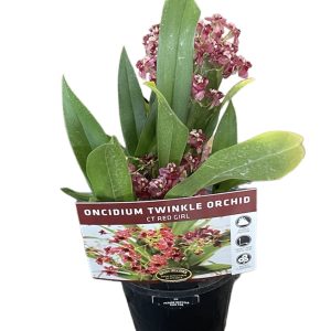 Oncidium Twinkle Chian-Tzy Red Girl 85mm