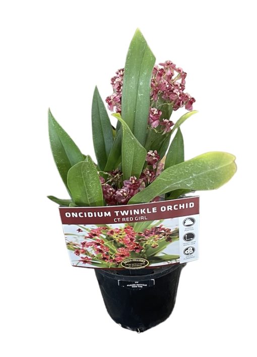 Oncidium Twinkle Chian-Tzy Red Girl 85mm