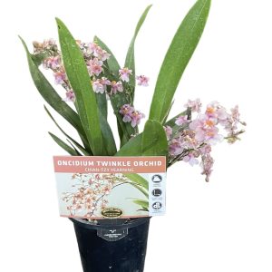 Oncidium Twinkle Chian-Tzy Yearning 85mm