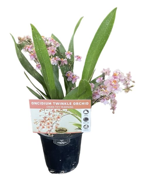 Oncidium Twinkle Chian-Tzy Yearning 85mm