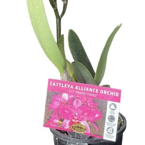Orchid Cattleya Alliance Praise Topaz 100mm