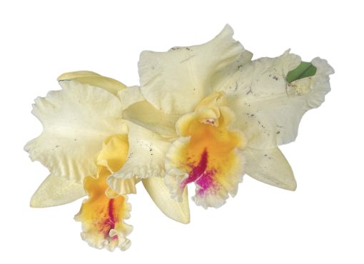 Orchid Cattleya Alliance Auspicious Topaz 100mm