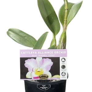 Orchid Cattleya Alliance Seashell Topaz 100mm
