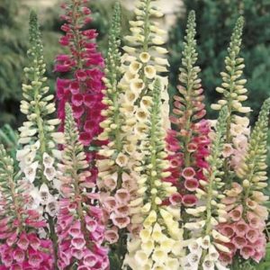 FOXGLOVE EXCELSIOR