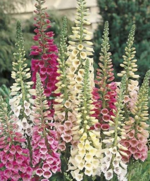 FOXGLOVE EXCELSIOR