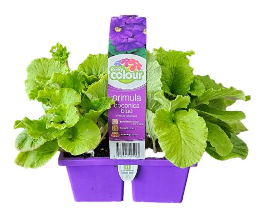 EASY SIX PRIMULA BLUE