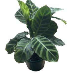 CALATHEA ZEBRINA 130MM