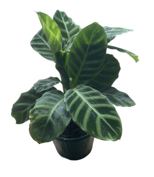 CALATHEA ZEBRINA 130MM