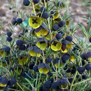 BORONIA DARK PRINCE 140MM