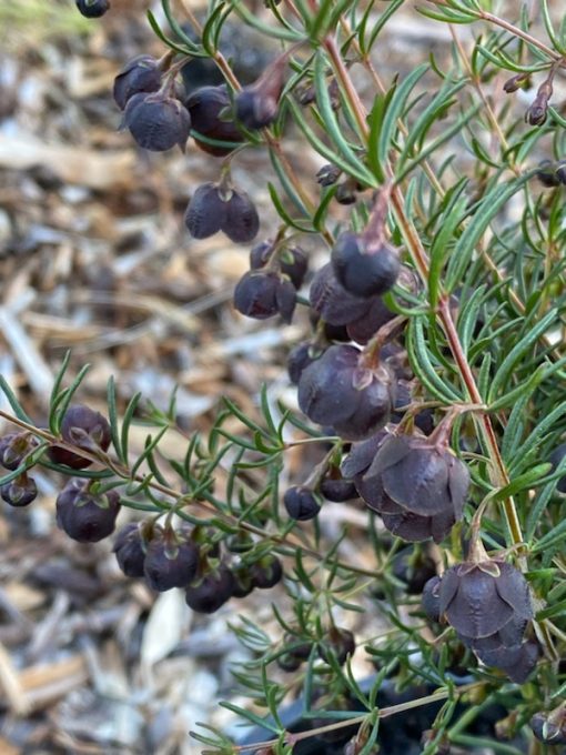BORONIA DARK PRINCE 140MM