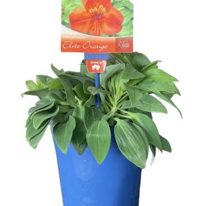 ALSTROEMERIA ELITE ORANGE 180MM