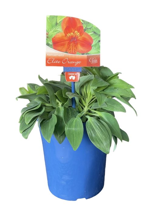 ALSTROEMERIA ELITE ORANGE 180MM