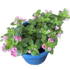 BACOPA ELITE PINK 150MM