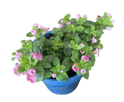 BACOPA ELITE PINK 150MM