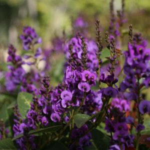 Hardenbergia Royal Flush 200mm