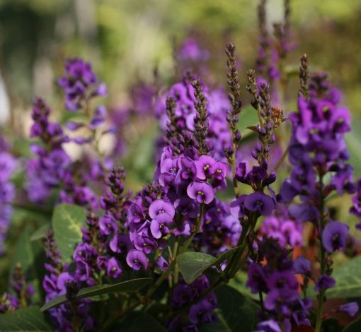 Hardenbergia Royal Flush 200mm