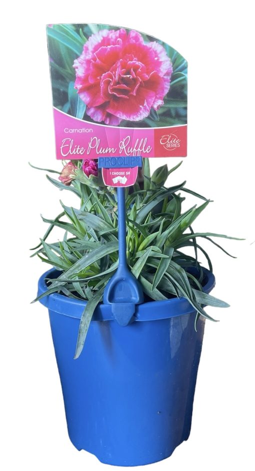 Dianthus Plum Ruffle 150mm