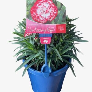 Dianthus Raspberry Ruffle 150mm