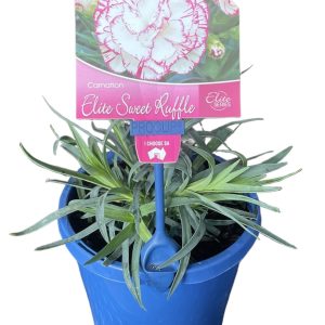 Dianthus Sweet Ruffle 150mm