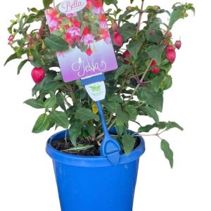 Fuchsia Bella Tessa 150mm