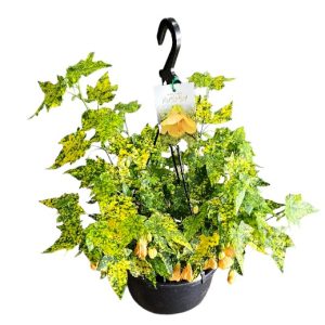 Abutilon Marble Bell Hanging Basket 200mm