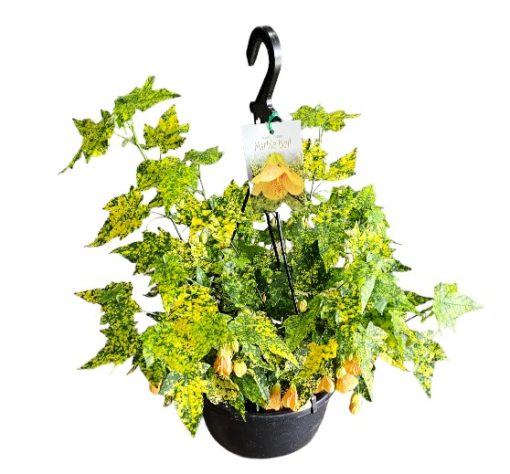 Abutilon Marble Bell Hanging Basket 200mm
