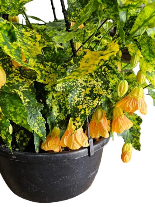 Abutilon Marble Bell Hanging Basket 200mm