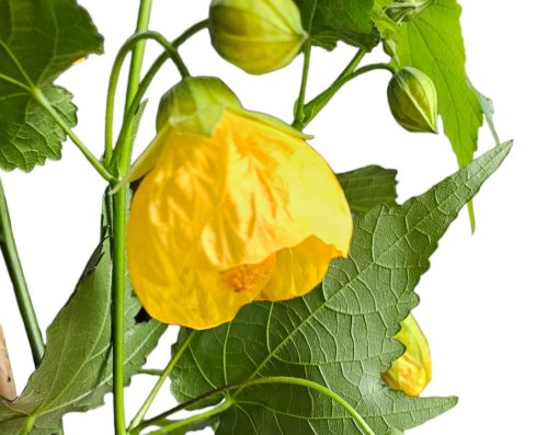 Abutilon Yellow 140mm